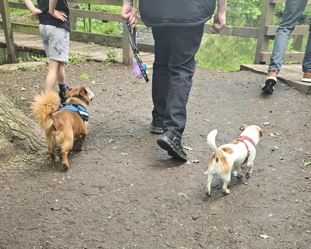 Two dogs out for a walk beside a wooden bridge